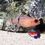 th_110198_Red_Belted_Cardinalfish