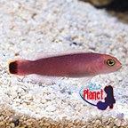 th_37435_Red_Elongated_Dottyback