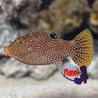 th_39860_Blue_Spotted_Puffer