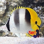 th_68299_Double_Saddle_Butterflyfish