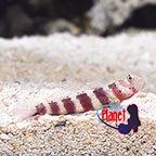 th_70977_Wheelers_Shrimp_Goby