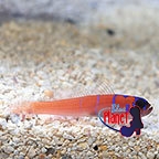 th_71003_Catalina_Goby