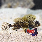 th_71900_Scooter_Blenny