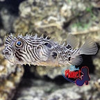 th_77091_Spiny_Box_Puffer