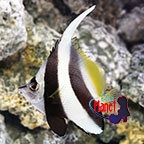 th_80071_Heniochus_Black_White_Butterflyfish