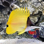 th_80084_Yellow_Longnose_Butterflyfish