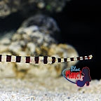 th_87199_Banded_Pipefish