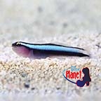 th_91877_Sharknose_Goby_0523131_420P