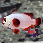 th_91926_GoldNuggetMaroonClownfish