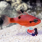 th_95497_Flame_Cardinalfish