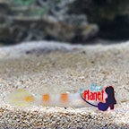 th_Flagtail_Goby